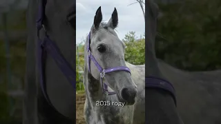 Это одна и та же лошадь! 🐴 #конныйблог #конныйспорт #лошадь