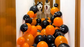 No One Will Pass Here! The Secret Fear Dogs and Cats Have of Halloween Balloons