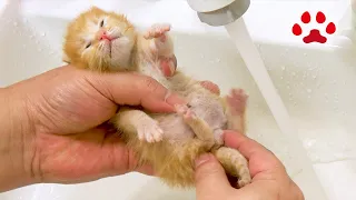 [Rescue Day 10] The result of giving a kitten an enema after it would not drink milk.