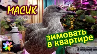 🐥☔ #17 Птенец морской чайки. Первая зимовка