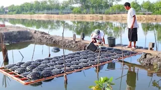 MUD CRABS & MILK FISH FARMING | How to become successful in raising  MUD CRABS & MILKFISH