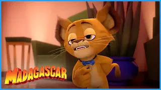 DreamWorks Madagascar | Alex meets his rich twin | Madagascar: A Little Wild