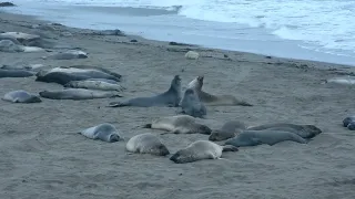 Young Elephant Seals Fighting on the Beach! - Short #nature #elephantseal #bitesizevideo