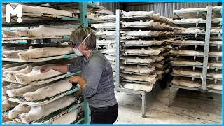 Amazing Mink Farming Technology - Mink Fur Harvest and Processing in Factory - Mink Fur Industry ▶53
