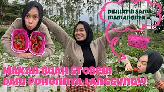 PINAT VLOG🧚🏻‍♀️#3: PANEN STROBERI RAKSASA🍓😱