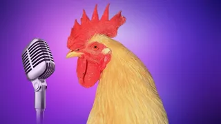 Chicken Song part 3 (original) | The hens’ dancing song | 2023 #3