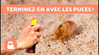 Comment SE DÉBARRASSER DES PUCES ? 🪳❌ 5 Remèdes Naturels ✅