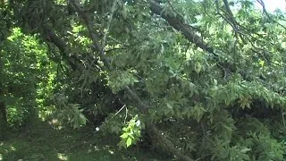 Estimated 40 trees blown over, uprooted at Parke County campground