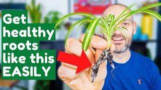 How To Propagate A Spider Plant For FREE Plants!