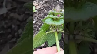 🪷 Purple Dead Nettle #4: Henbit and Purple Dead Nettle Differences