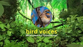 Голоса птиц: Серебряногорлая танагра