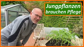 Jungpflanzen brauchen Pflege & Aufmerksamkeit - Mein Jungpflanzen Update