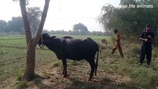 buffalo fever treatment in village life