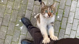 Cute Cat climbing on me and scratching me. This cat is funny and beautiful. 🥰