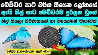 ඇයි සොබාදහමේ නිල් පාට ඉතාමත්ම දුර්ලභ | Why blue is So rare in Earth