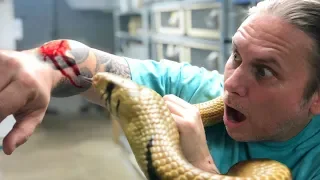 SURPRISE BIG SNAKE BITE!! CHEWED ME BAD!! OUCH!! | BRIAN BARCZYK