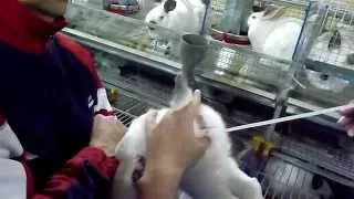 Искусственное осеменение кроликов - оплодотворение кроликоматок