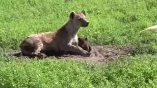 Cute hyena cub with mom at birth den