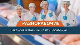 Работа на птицефабрике в Польше. Вся правда о заводе