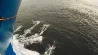 GoPro HD: Dolphins playing in front of ship