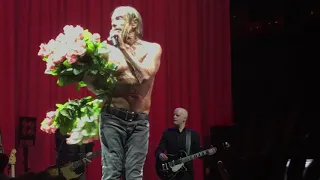 Iggy Pop - Down on the street + flowers pt2 (live Moscow 2017) Москва Россия