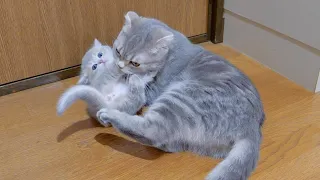 This is a kitten who stayed up too late and was finally caught by the mother cat.