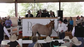 6666 Ranch: Start Of Quarter Horse Auction - 2018 Return To The Remuda