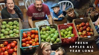 Best Storage For Fresh Apples ~ Plus Planting Garlic