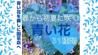 🌹【春から初夏を彩る青い花 ３１種類みつけました】園芸店で青い花を探す