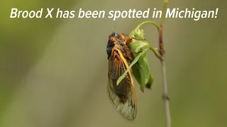 Cicadas emerge after 17 years underground