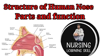 Nose or Nasal cavity in hindi || bones ||Structure of nose || Nasal conchae || Functions of Nose