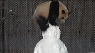 Giant panda shows snowman who's boss