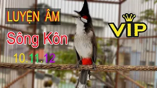 Luyện Giọng Chào Mào Sông Kôn ÂM DÀI XOẮN |  Kích Chào Mào Bổi Hót | Thúc Chào Mào Hót Đấu