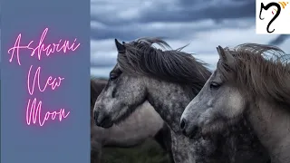 Hold Your Horses! - Ashwini New Moon 11th-12th April