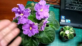 African Violets..........whats new in bloom, and Tiger Update.