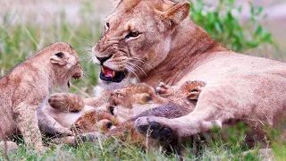 Naughty Suckling Cubs Frustrate Mom