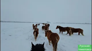 Снежная зима | Сгон табуна | Кормим овсом.Snowy winter and semi-wild horses.