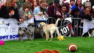 Puppy Bowl 2023 Animal Planet World Special for Mission Pets Alive & World Animal Rescue Network