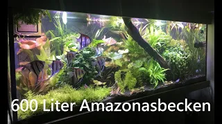 Südamerika Aquarium / Aquascape - 600 Liter Beckenvorstellung