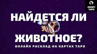 НАЙДЕТСЯ ЛИ ЖИВОТНОЕ? НАЙДЕТСЯ ЛИ СОБАКА? НАЙДЕТСЯ ЛИ КОТ? онлайн расклад на картах Таро