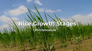 Introduction video: Rice Growth Stages Micromodule