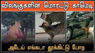 அடேய் அங்க இருந்து அந்த கைய வெளிய எடுடா😂 | funny videos#viral #trending #comedy #funnyanimalvideos