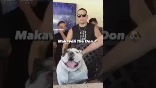 Have you seen Nate Diaz’s dog? #fyp #makaveli #natediaz #bulldog #ufc #dogfight #natediaz209 #fypシ