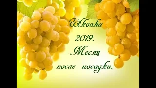 Школка 2019. Месяц после посадки.