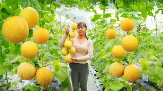 Harvesting Cantaloupe goes to countryside market sell - Free farm life | New Free Bushcraft