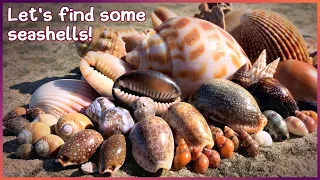 Finding Seashells at Low Tide | Big Bonnets and Glossy Cowries #shelling