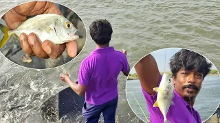 Trevally Fish Caught Using Live Prawns