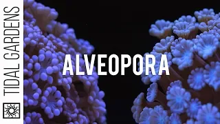 Alveopora - The Other Flower Pot Coral