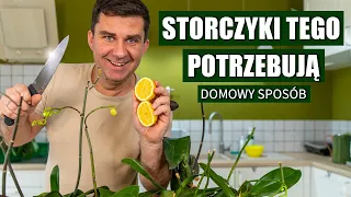 Uratuj swoje storczyki jednym domowym sposobem.