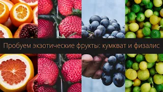 Пробуем экзотические фрукты: кумкват и физалис